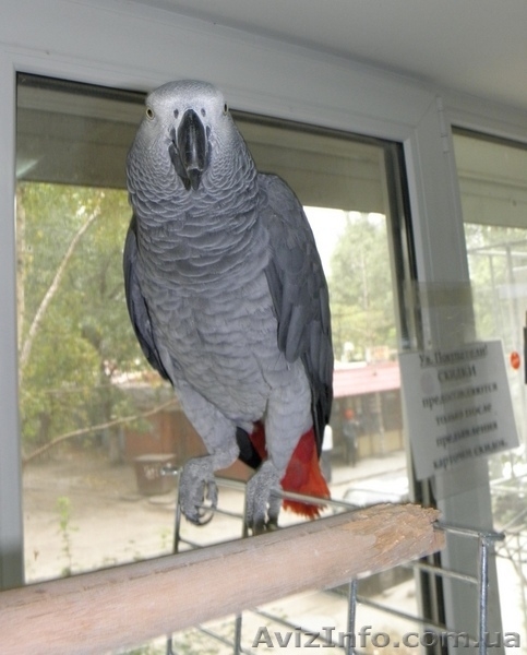 Попугаи на продажу - <ro>Изображение</ro><ru>Изображение</ru> #5, <ru>Объявление</ru> #78369