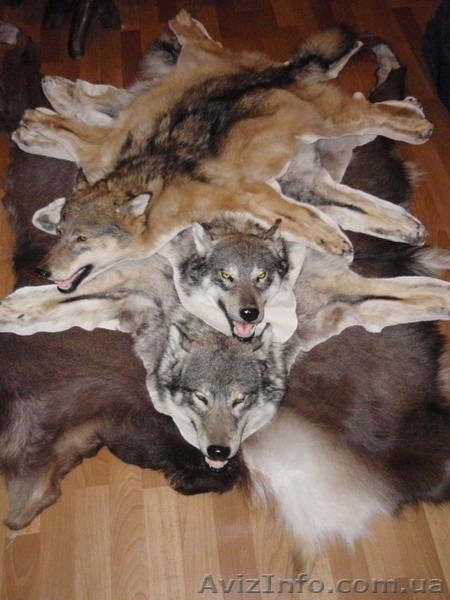 Чусела, шкуры, рога, медальоны - <ro>Изображение</ro><ru>Изображение</ru> #4, <ru>Объявление</ru> #80653