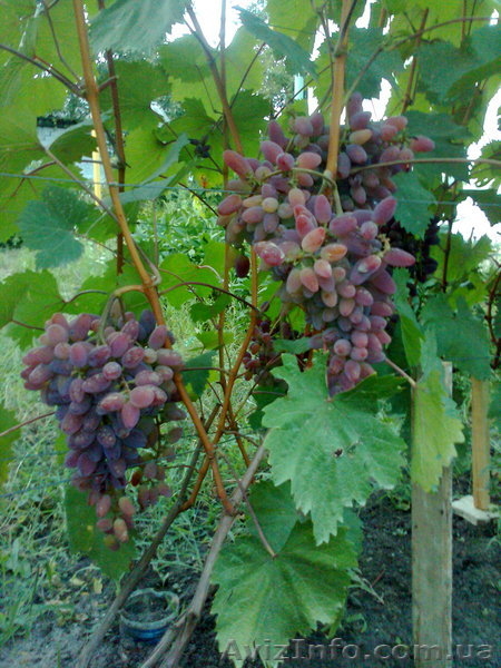 Саженцы винограда - <ro>Изображение</ro><ru>Изображение</ru> #3, <ru>Объявление</ru> #91651