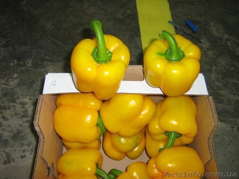 Сладкий перец экспорт из Египта - <ro>Изображение</ro><ru>Изображение</ru> #3, <ru>Объявление</ru> #110186