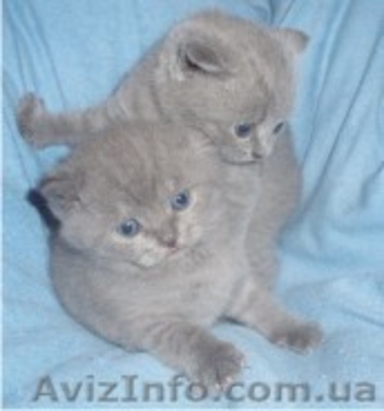 Скоттиш-фолд и скоттиш-страйт - <ro>Изображение</ro><ru>Изображение</ru> #3, <ru>Объявление</ru> #127988