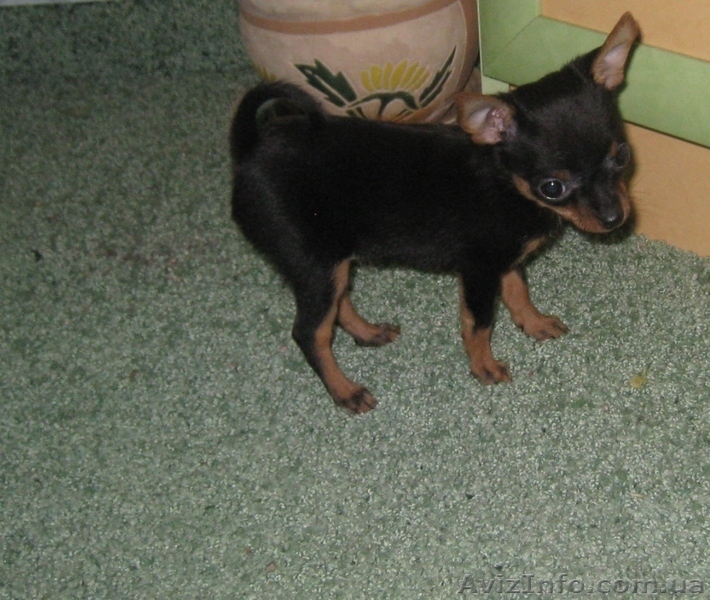 микро чихуахуа эксклюзив с документами  - <ro>Изображение</ro><ru>Изображение</ru> #4, <ru>Объявление</ru> #146235