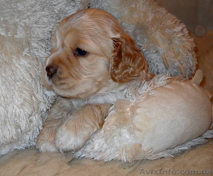 щенки кокер спаниеля - <ro>Изображение</ro><ru>Изображение</ru> #3, <ru>Объявление</ru> #274417