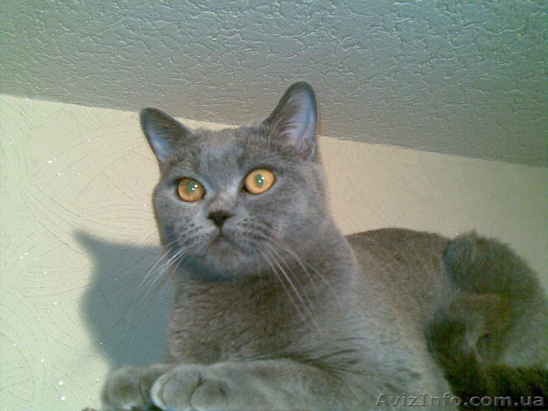 Шотландские вислоухие  котята. - <ro>Изображение</ro><ru>Изображение</ru> #3, <ru>Объявление</ru> #297937