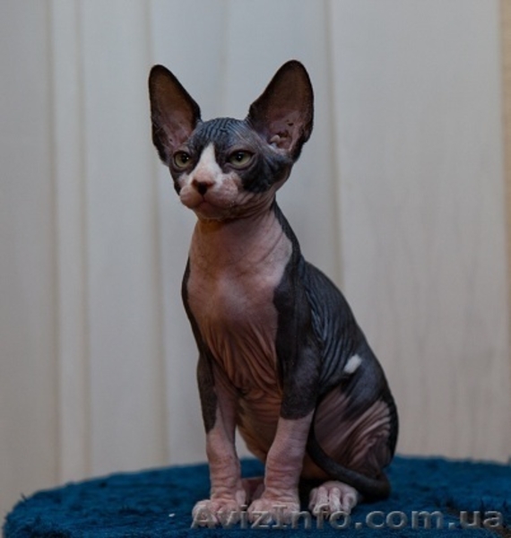 Котята КАНАДСКИЙ СФИНКС Питомник Астарта - <ro>Изображение</ro><ru>Изображение</ru> #3, <ru>Объявление</ru> #300760
