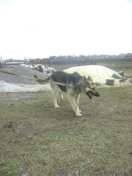 крупные  щенки  немецкой  овчарки - <ro>Изображение</ro><ru>Изображение</ru> #3, <ru>Объявление</ru> #296421