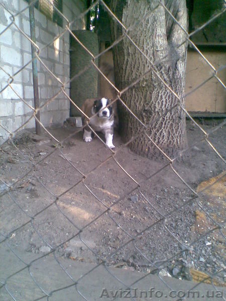 продам щенков алабая - <ro>Изображение</ro><ru>Изображение</ru> #6, <ru>Объявление</ru> #280147