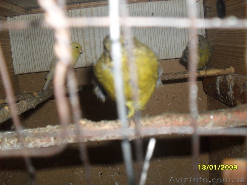 продаю канареек - <ro>Изображение</ro><ru>Изображение</ru> #4, <ru>Объявление</ru> #4357