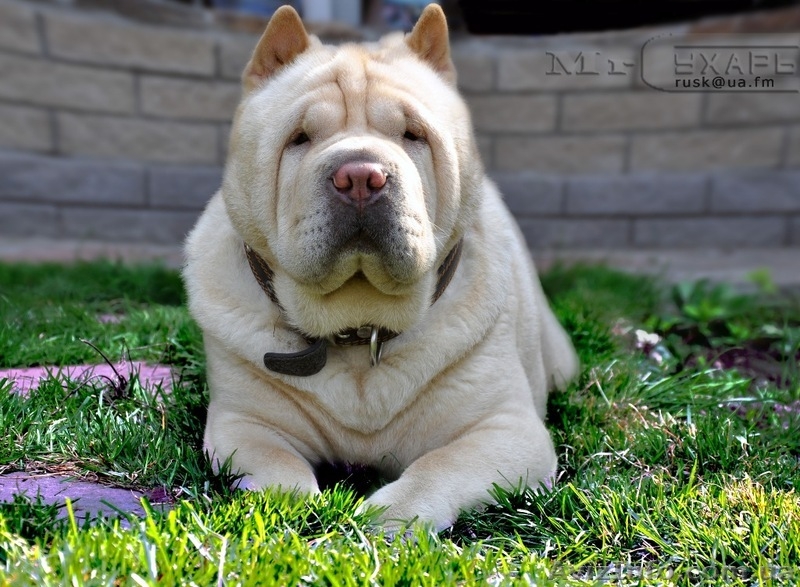 Фото услуги. Создание и раскрутка сайтов. - <ro>Изображение</ro><ru>Изображение</ru> #3, <ru>Объявление</ru> #334818