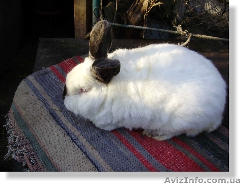 Продам кроликов элитных пород - <ro>Изображение</ro><ru>Изображение</ru> #3, <ru>Объявление</ru> #341545