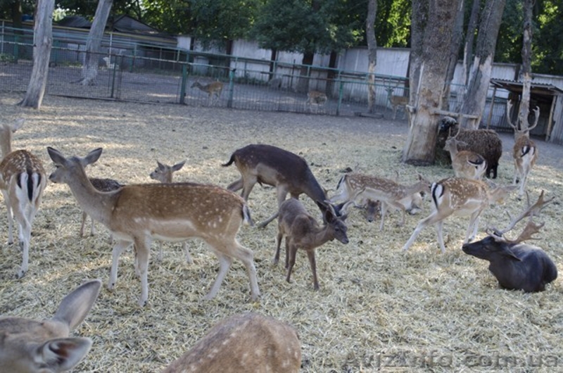 Продам элитную базу отдыха  - <ro>Изображение</ro><ru>Изображение</ru> #3, <ru>Объявление</ru> #395682