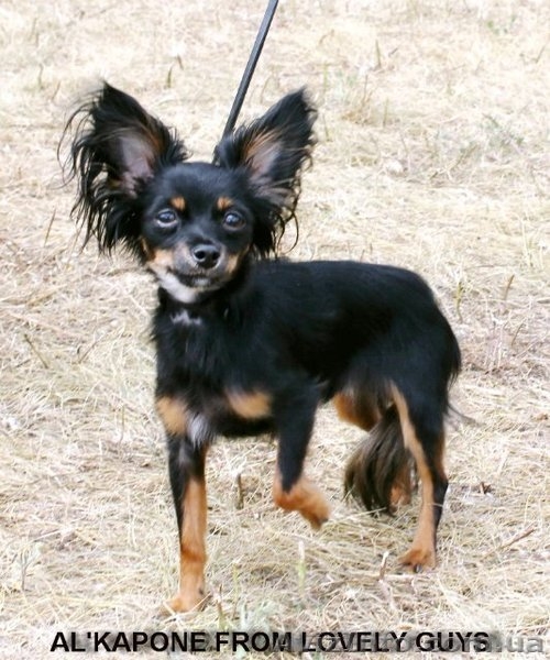 Той-терьер вязка - <ro>Изображение</ro><ru>Изображение</ru> #3, <ru>Объявление</ru> #365458