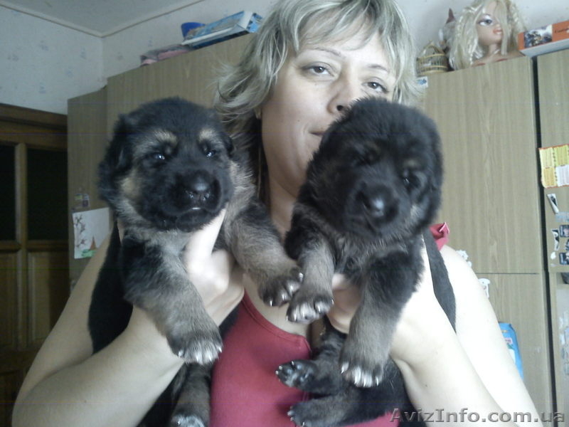 щенки-богатыри немецкой овчарки - <ro>Изображение</ro><ru>Изображение</ru> #9, <ru>Объявление</ru> #379191
