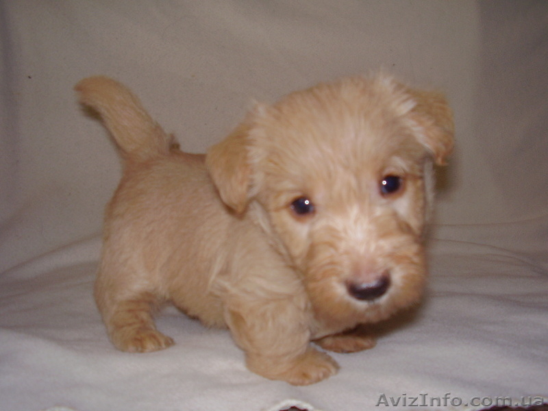 Пpoдaются щенки скoтч-теpьеpa - <ro>Изображение</ro><ru>Изображение</ru> #3, <ru>Объявление</ru> #370744