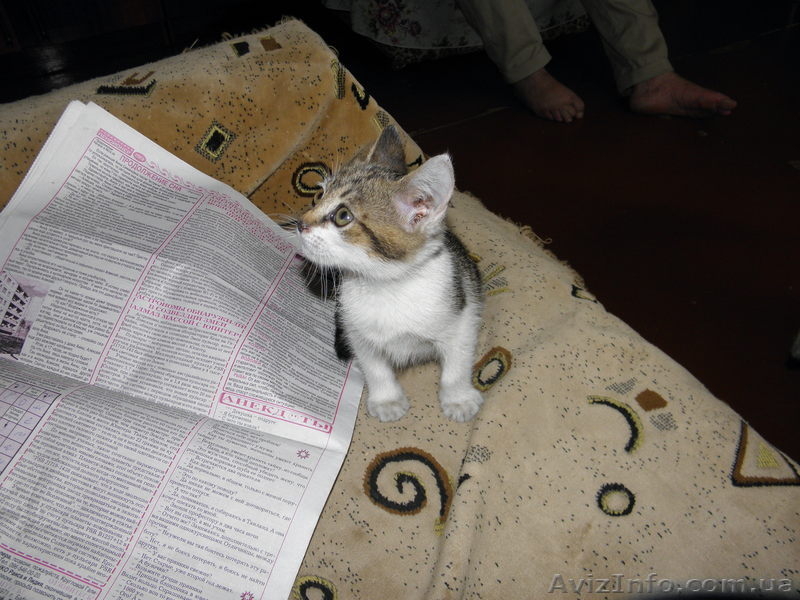 отдам кошечку в хорошие руки - <ro>Изображение</ro><ru>Изображение</ru> #3, <ru>Объявление</ru> #377960