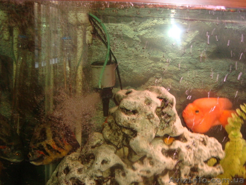 Шикарный! Аквариум 750л с тумбой и с рыбками. - <ro>Изображение</ro><ru>Изображение</ru> #10, <ru>Объявление</ru> #406901