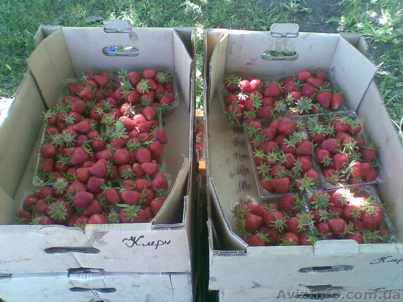 Рассада клубники с закрытой корневой системой - <ro>Изображение</ro><ru>Изображение</ru> #3, <ru>Объявление</ru> #413403