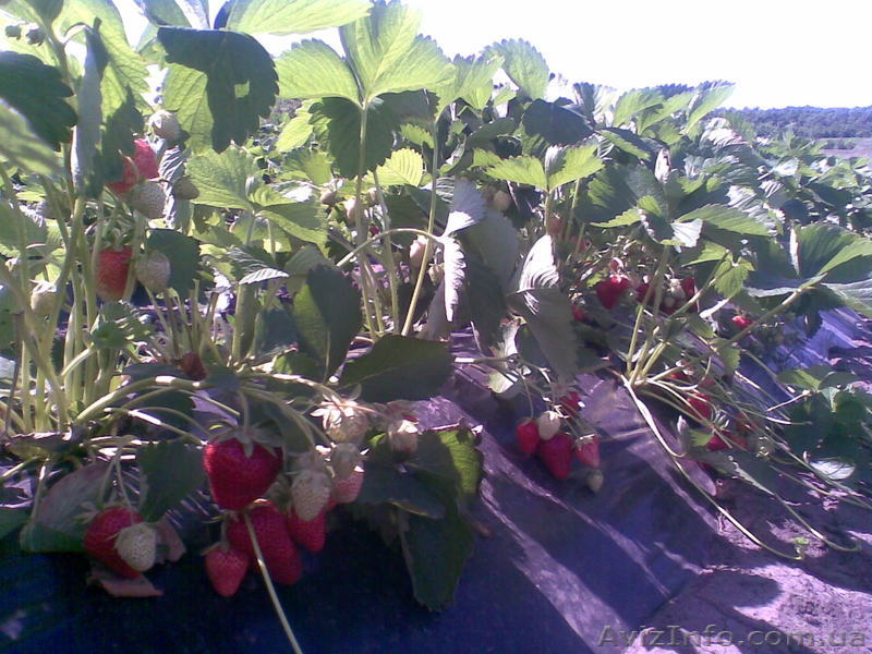 Рассада клубники с закрытой корневой системой - <ro>Изображение</ro><ru>Изображение</ru> #4, <ru>Объявление</ru> #413403