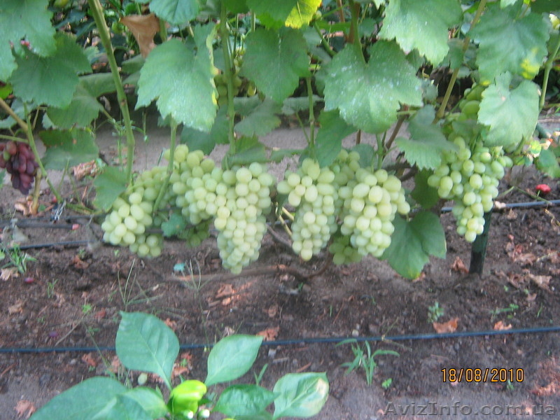 Продам Элитные сорта винограда - <ro>Изображение</ro><ru>Изображение</ru> #3, <ru>Объявление</ru> #402959