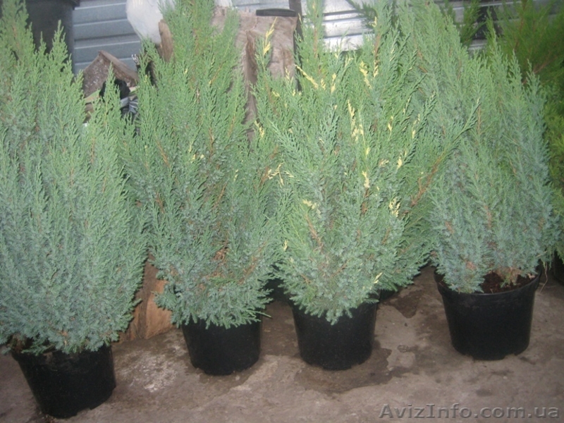 Можжевельники (разные виды), туи, самшиты, пихты, ели, сосны - <ro>Изображение</ro><ru>Изображение</ru> #4, <ru>Объявление</ru> #416761