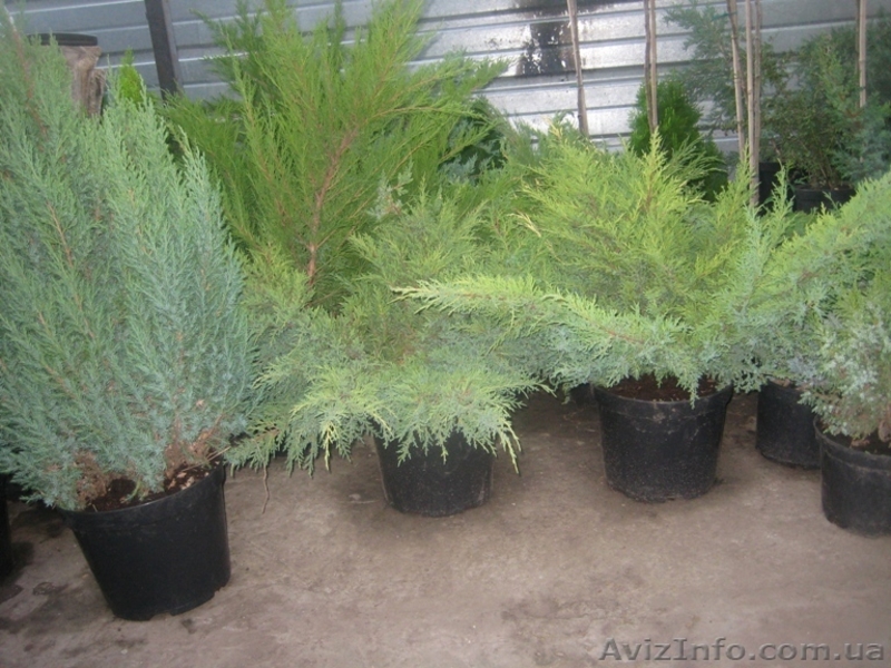 Можжевельники (разные виды), туи, самшиты, пихты, ели, сосны - <ro>Изображение</ro><ru>Изображение</ru> #7, <ru>Объявление</ru> #416761