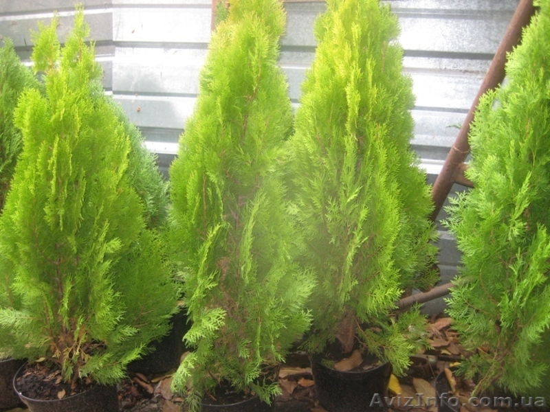 Можжевельники (разные виды), туи, самшиты, пихты, ели, сосны - <ro>Изображение</ro><ru>Изображение</ru> #3, <ru>Объявление</ru> #416761