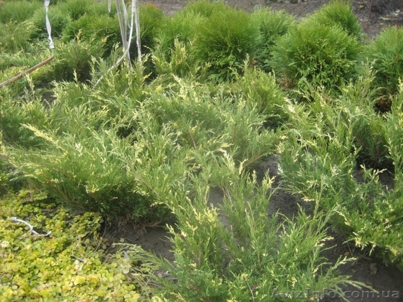 Можжевельники (разные виды), туи, самшиты, пихты, ели, сосны - <ro>Изображение</ro><ru>Изображение</ru> #5, <ru>Объявление</ru> #416761