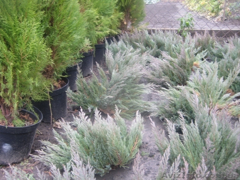 Можжевельники (разные виды), туи, самшиты, пихты, ели, сосны - <ro>Изображение</ro><ru>Изображение</ru> #6, <ru>Объявление</ru> #416761