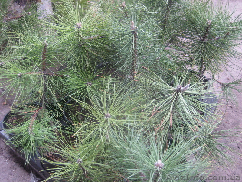 Можжевельники (разные виды), туи, самшиты, пихты, ели, сосны - <ro>Изображение</ro><ru>Изображение</ru> #8, <ru>Объявление</ru> #416761