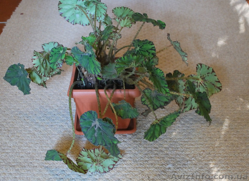 Продам маранту, калатею - <ro>Изображение</ro><ru>Изображение</ru> #3, <ru>Объявление</ru> #426809