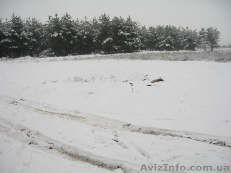 участок 12 соток в лесу - <ro>Изображение</ro><ru>Изображение</ru> #3, <ru>Объявление</ru> #439330