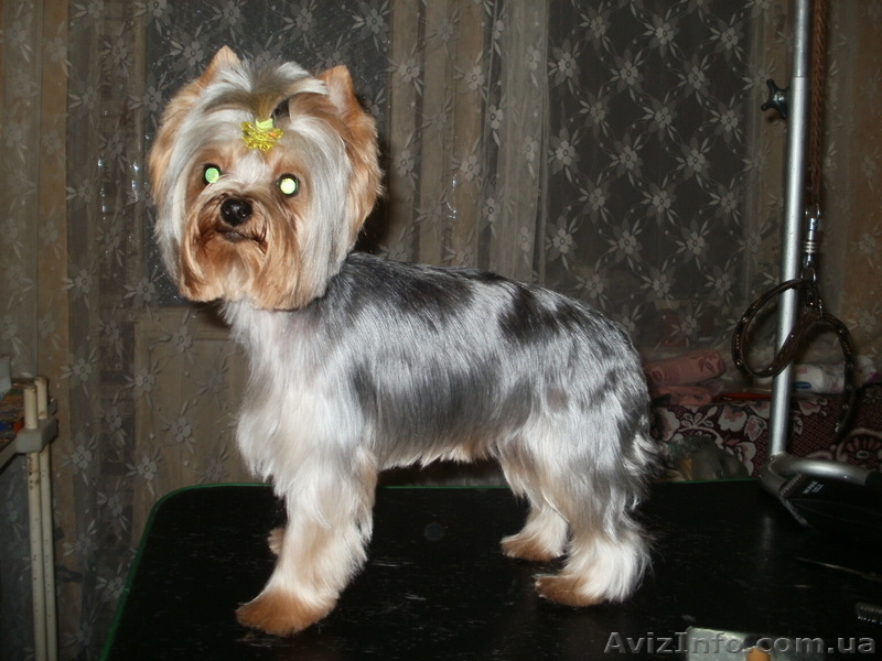 СТРИЖКА СОБАК И КОТОВ - <ro>Изображение</ro><ru>Изображение</ru> #4, <ru>Объявление</ru> #56598