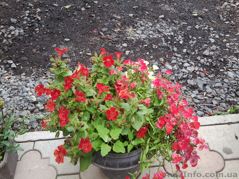 Пропозиція квіткової розсади на гурт (петунія) - <ro>Изображение</ro><ru>Изображение</ru> #3, <ru>Объявление</ru> #478252