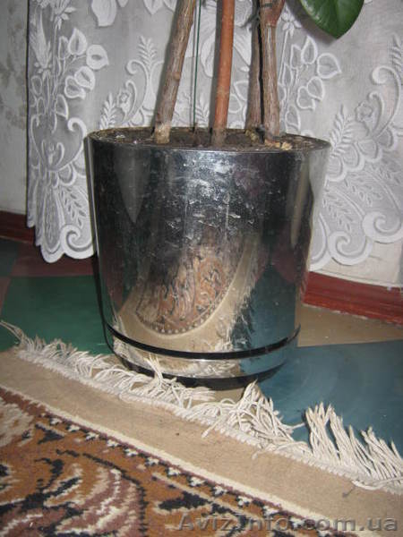 Продам крупнолистный трехствольный фикус - <ro>Изображение</ro><ru>Изображение</ru> #4, <ru>Объявление</ru> #477768