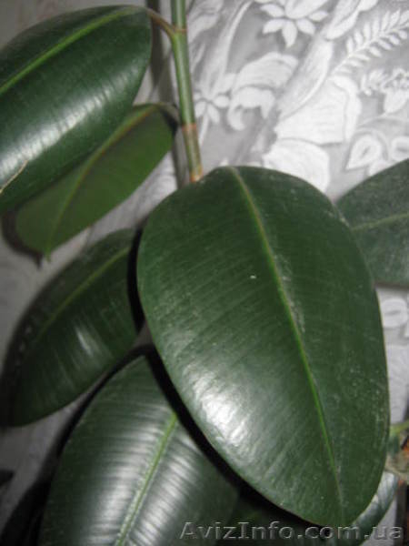 Продам крупнолистный трехствольный фикус - <ro>Изображение</ro><ru>Изображение</ru> #3, <ru>Объявление</ru> #477768