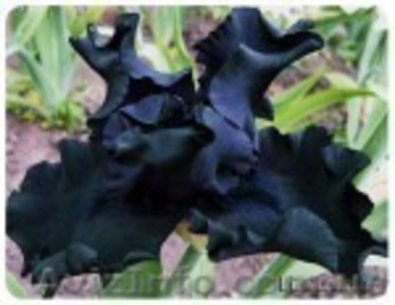 ирисы - новейшие сорта - каталог 2012 - <ro>Изображение</ro><ru>Изображение</ru> #6, <ru>Объявление</ru> #487802