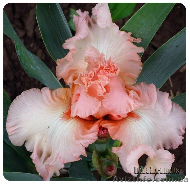 ирисы - новейшие сорта - каталог 2012 - <ro>Изображение</ro><ru>Изображение</ru> #4, <ru>Объявление</ru> #487802