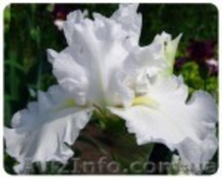 ирисы - новейшие сорта - каталог 2012 - <ro>Изображение</ro><ru>Изображение</ru> #8, <ru>Объявление</ru> #487802