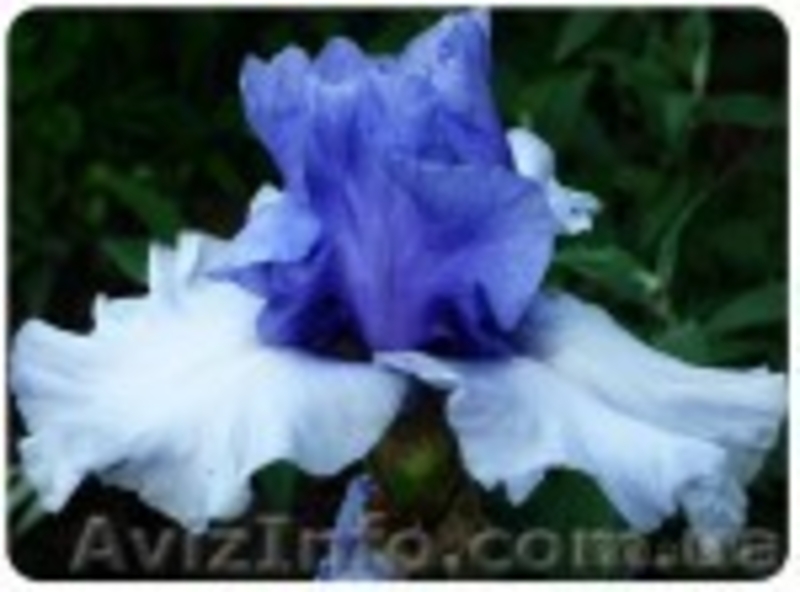 ирисы - новейшие сорта - каталог 2012 - <ro>Изображение</ro><ru>Изображение</ru> #9, <ru>Объявление</ru> #487802