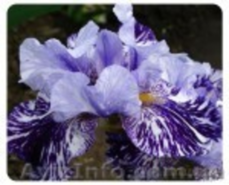 ирисы - новейшие сорта - каталог 2012 - <ro>Изображение</ro><ru>Изображение</ru> #10, <ru>Объявление</ru> #487802