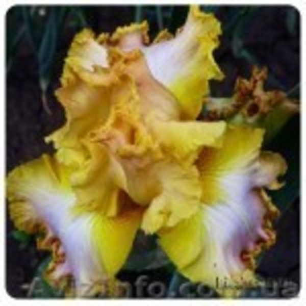 ирисы - новейшие сорта - каталог 2012 - <ro>Изображение</ro><ru>Изображение</ru> #7, <ru>Объявление</ru> #487802