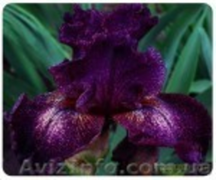 ирисы - новейшие сорта - каталог 2012 - <ro>Изображение</ro><ru>Изображение</ru> #3, <ru>Объявление</ru> #487802