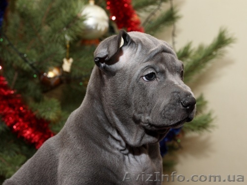 продам щенков ТАЙСКОГО РИДЖБЕКА рождены 21.11.2011 - <ro>Изображение</ro><ru>Изображение</ru> #3, <ru>Объявление</ru> #485625