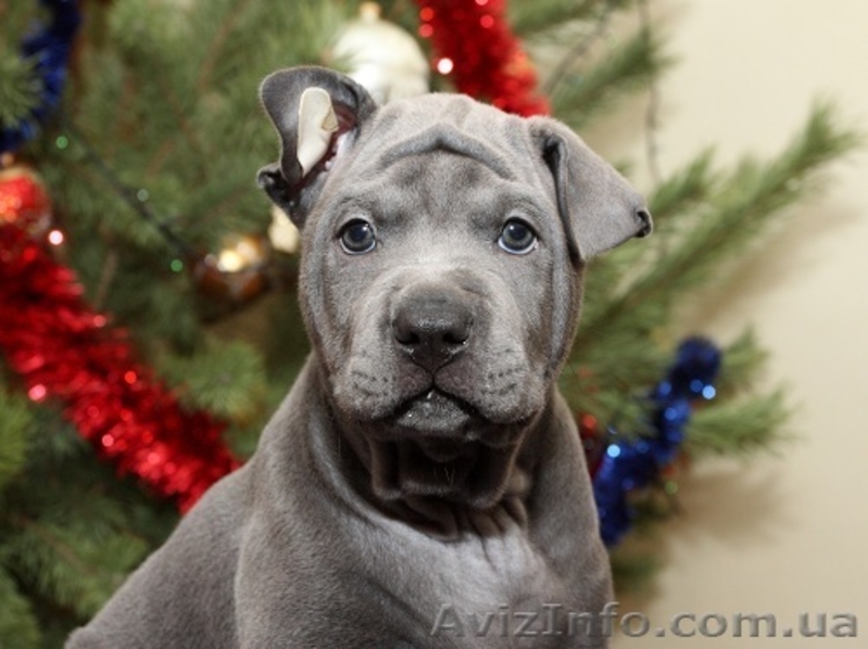 продам щенков ТАЙСКОГО РИДЖБЕКА рождены 21.11.2011 - <ro>Изображение</ro><ru>Изображение</ru> #4, <ru>Объявление</ru> #485625