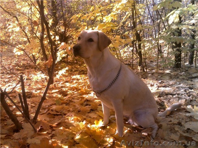 сделайте подарок к 8Марта! - <ro>Изображение</ro><ru>Изображение</ru> #3, <ru>Объявление</ru> #548797