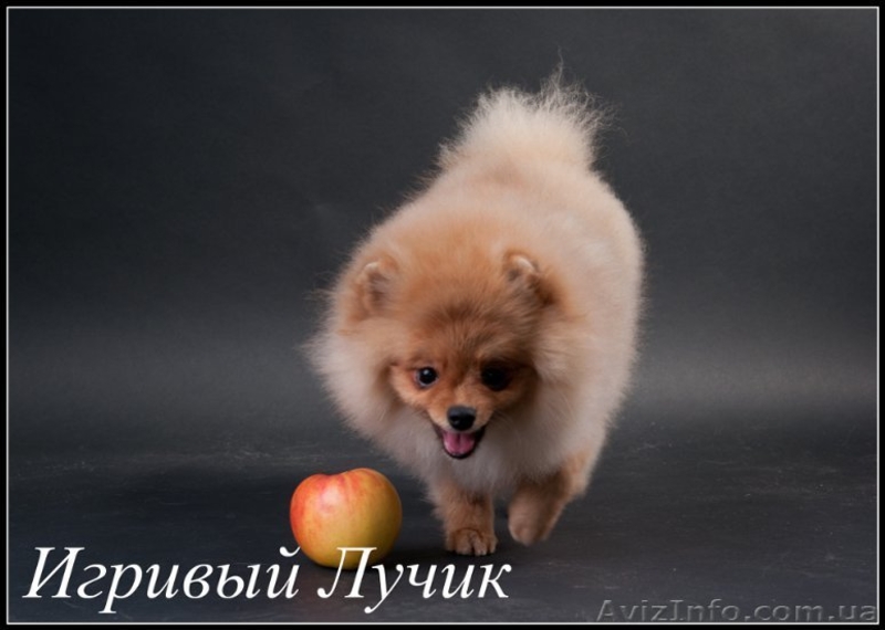 Померашки ......... - <ro>Изображение</ro><ru>Изображение</ru> #4, <ru>Объявление</ru> #525968