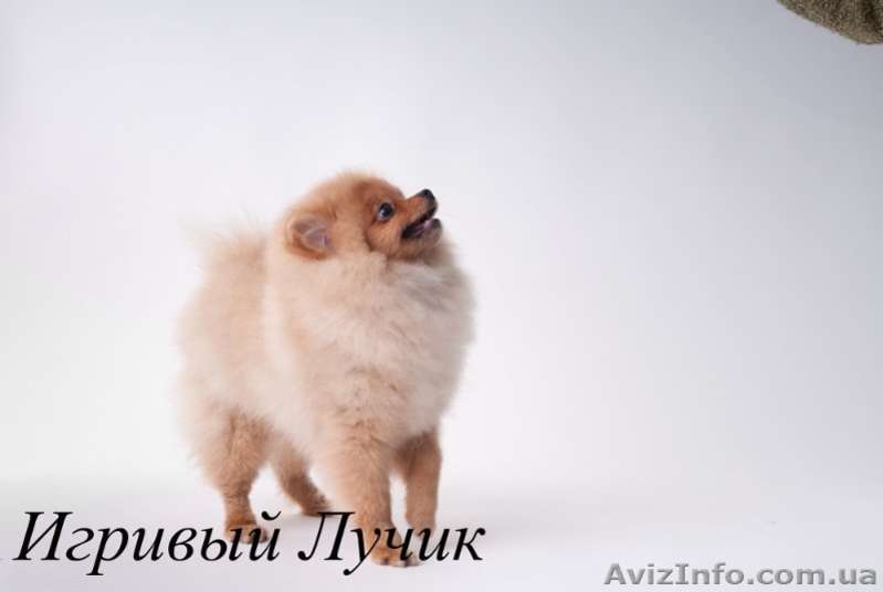 Померашки ......... - <ro>Изображение</ro><ru>Изображение</ru> #3, <ru>Объявление</ru> #525968