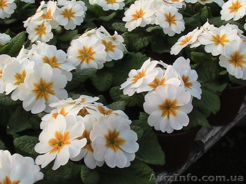 Примула  мелкий и средний опт - <ro>Изображение</ro><ru>Изображение</ru> #5, <ru>Объявление</ru> #551513