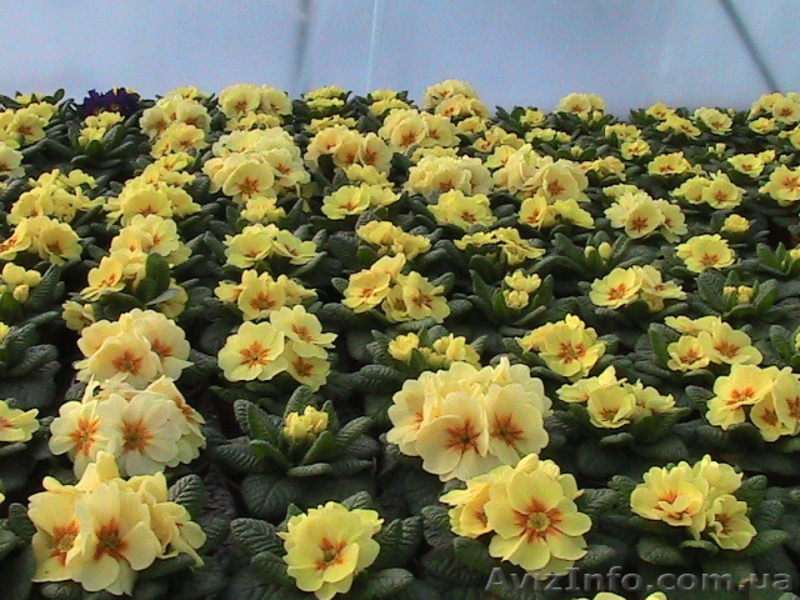 Примула  мелкий и средний опт - <ro>Изображение</ro><ru>Изображение</ru> #6, <ru>Объявление</ru> #551513