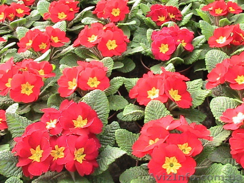 Примула  мелкий и средний опт - <ro>Изображение</ro><ru>Изображение</ru> #4, <ru>Объявление</ru> #551513